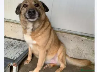 Meticcio cani 11anni(4anni a catena)in canile dal 2017!LOMBARDIA - Annuncio 30