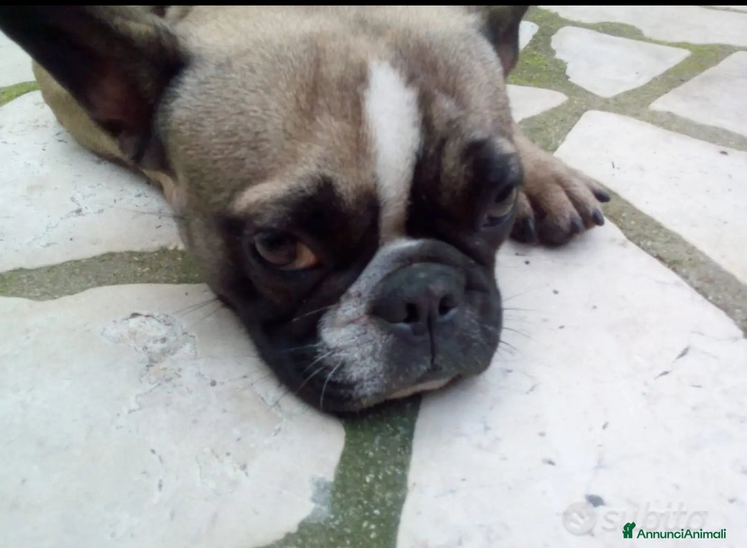 Bulldog Francese cani in vendita: Bulldog francese  - Annuncio 4