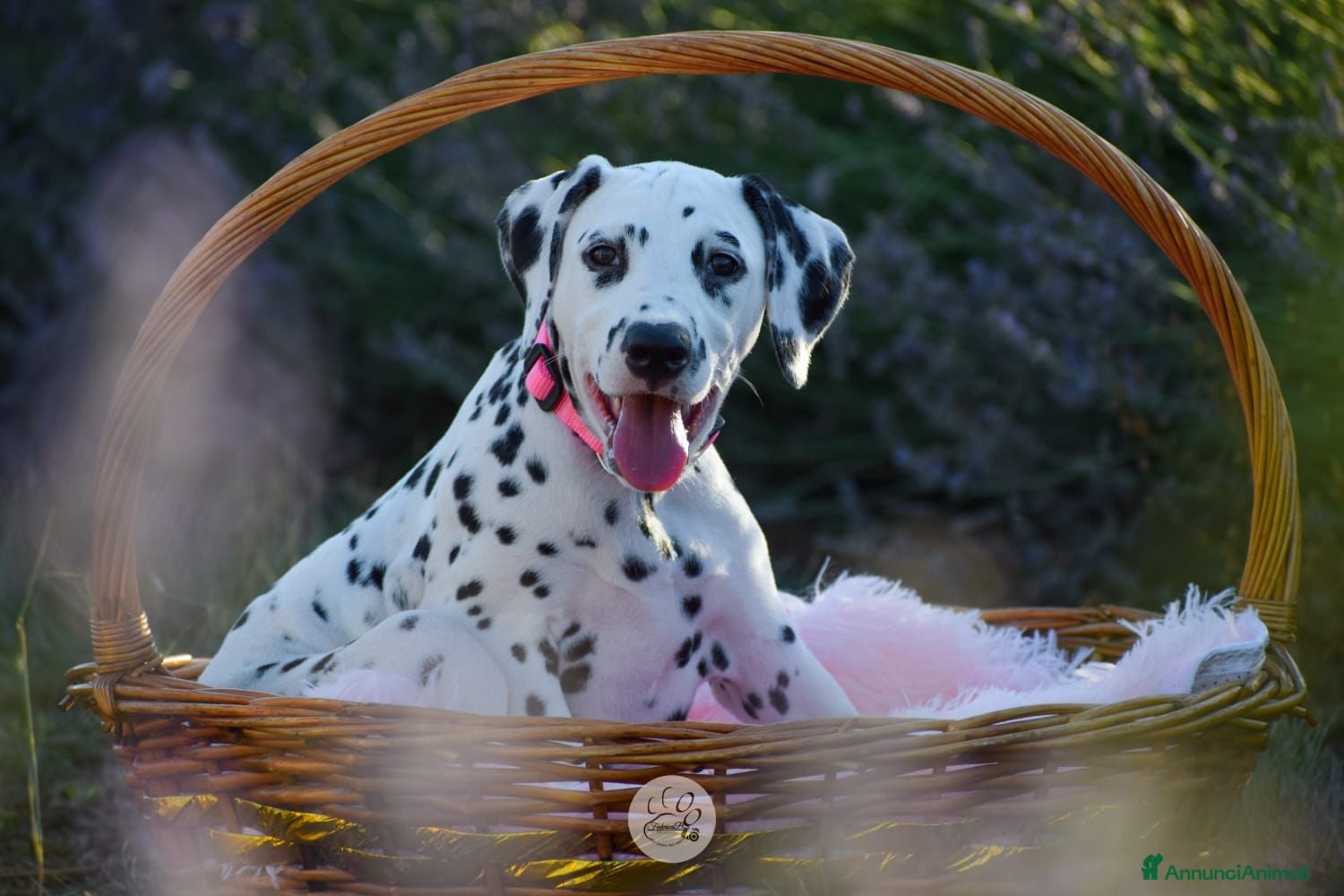 Dalmata cani CUCCIOLI DALMATA con PEDIGREE Veneto - Annuncio 2