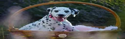 Dalmata cani in vendita: CUCCIOLI DALMATA con PEDIGREE Veneto - Annuncio 2