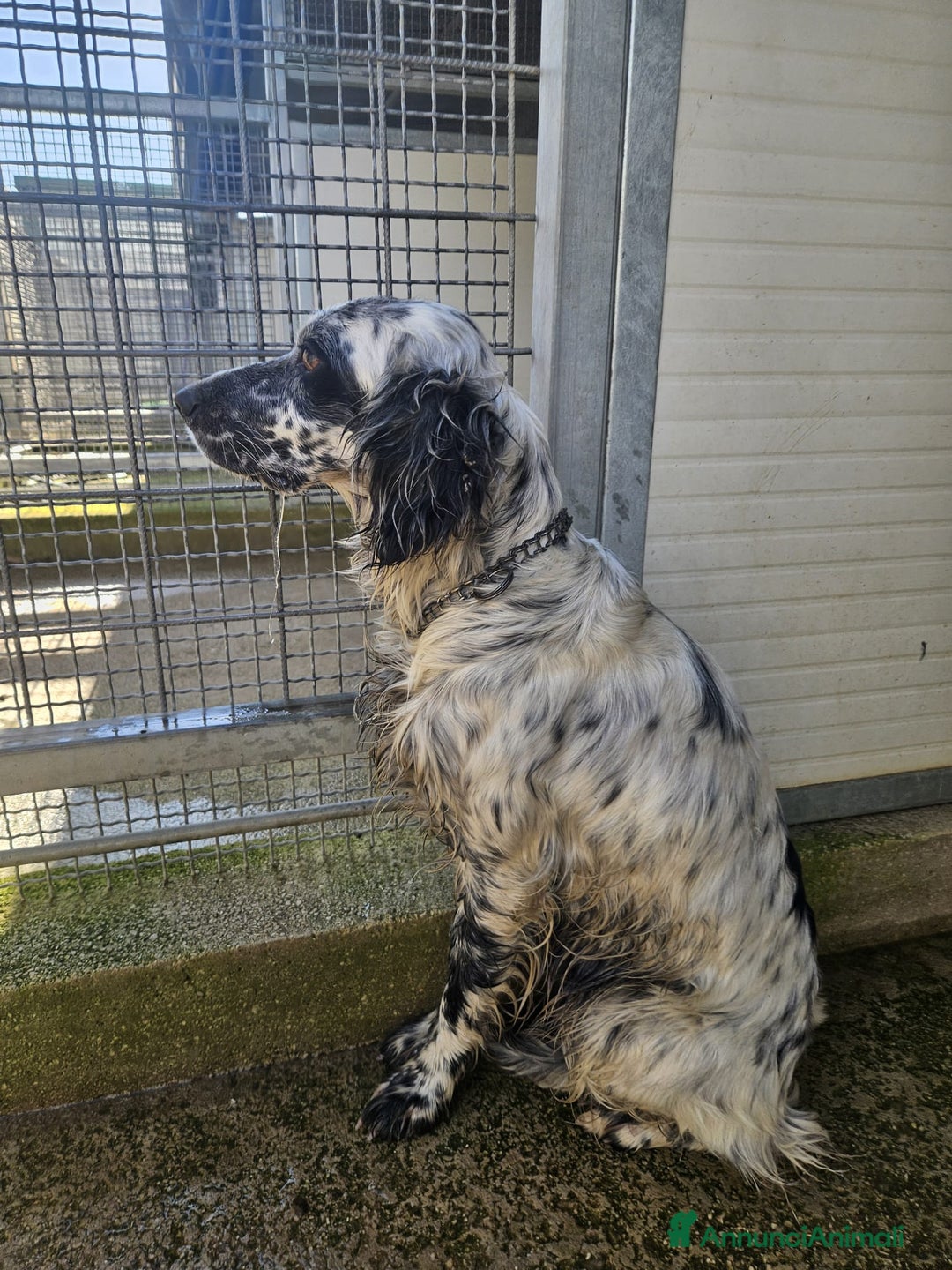 Setter Inglese cani in regalo: Coccinella: giovane dolcissima setterina  - Annuncio 5