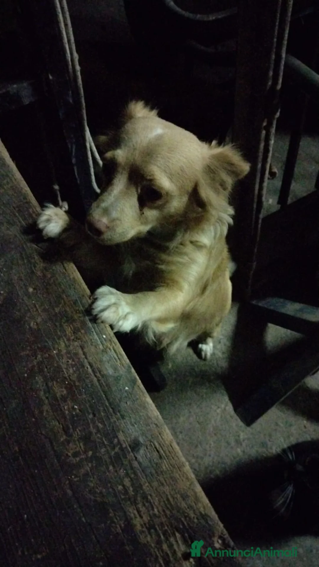 Volpino Italiano cani in regalo: Splendido cucciolo di Volpino (Catania)  - Annuncio 2