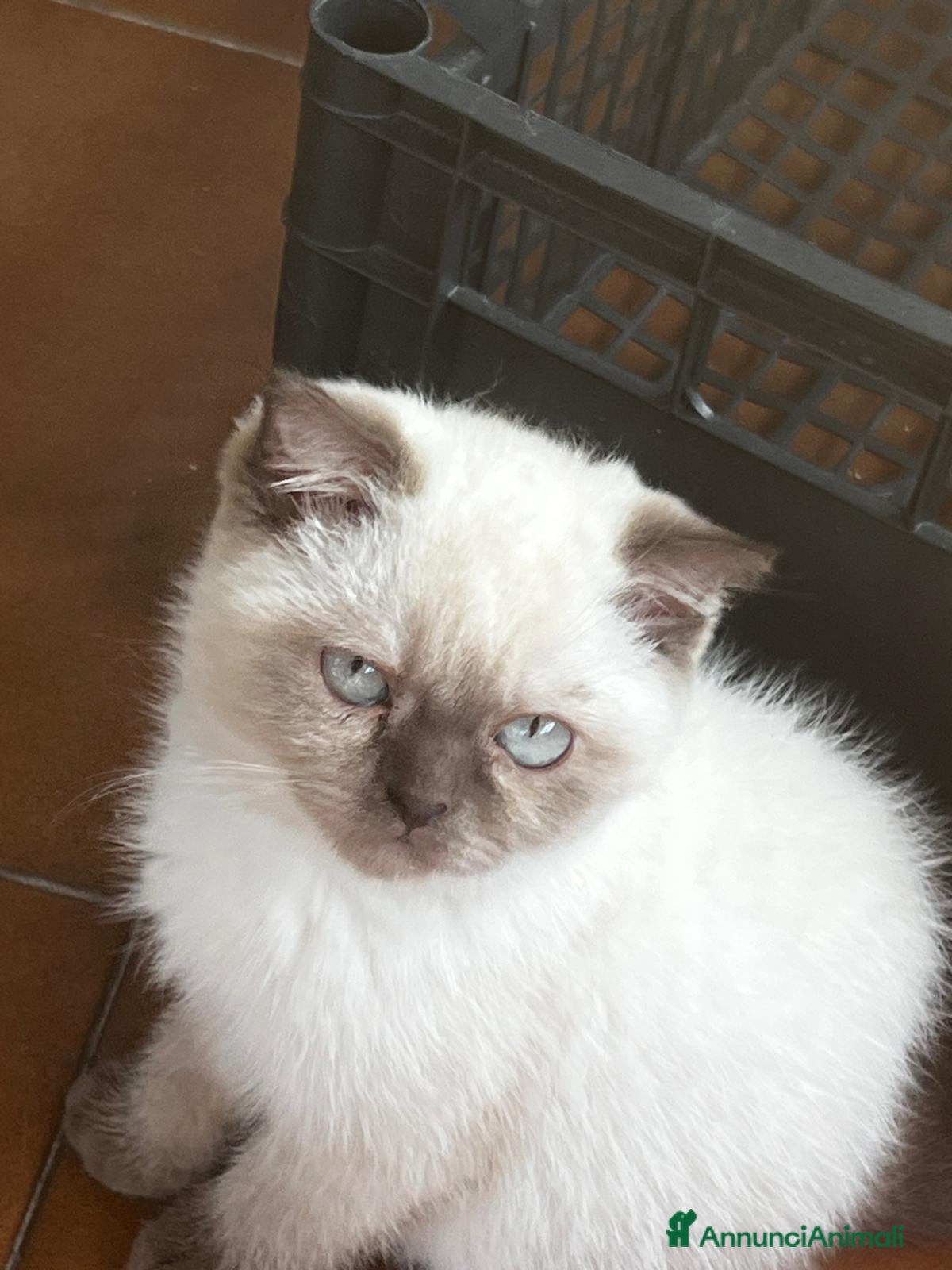 Scottish gatti Scottish fold - Annuncio 18