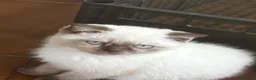 Scottish gatti in vendita: Scottish fold - Annuncio 1
