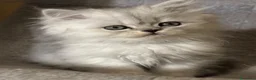 Persiano gatti in vendita: Gattino Cucciolo Persiano - Annuncio 6
