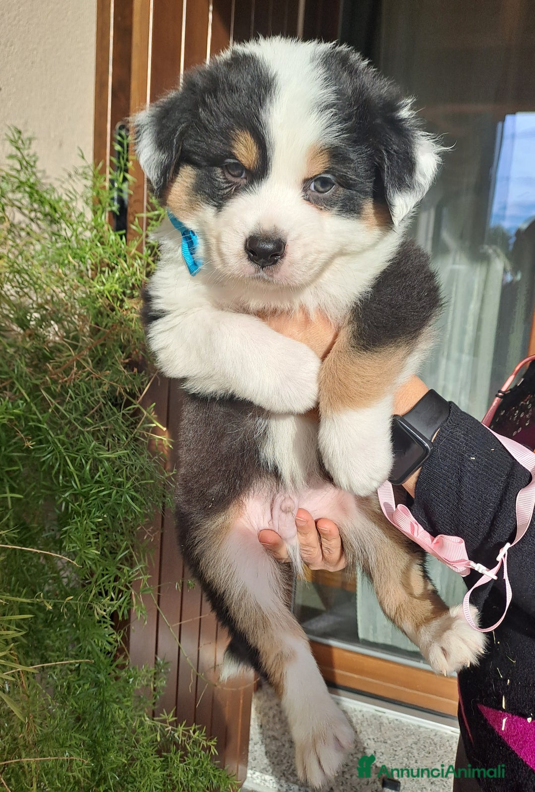 Australian Shepherd cani in vendita: Australian sheperd - Annuncio 3