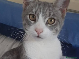 Europeo gatti DENNY, adorabile gattino in adozione! - Annuncio 17