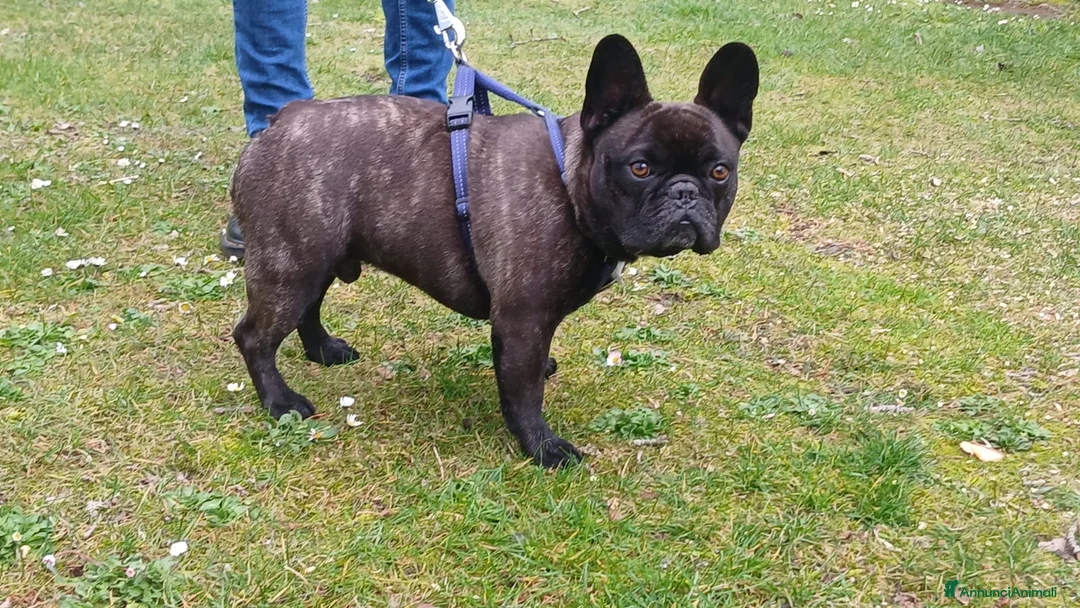 Bulldog Francese cani in regalo: ETTORE BULLDOG FRANCESE HA BISOGNO DI UNA CASA - Annuncio 4