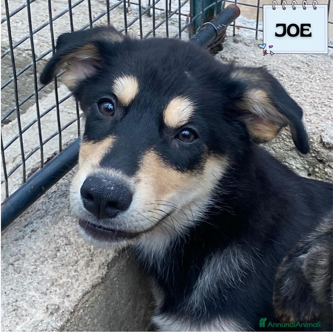 Meticcio cani in regalo: JOE dolce cucciolo 4 mesi cerca adozione - Latina - Annuncio 1