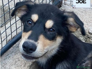 Meticcio cani JOE dolce cucciolo 4 mesi cerca adozione - Latina - Annuncio 42