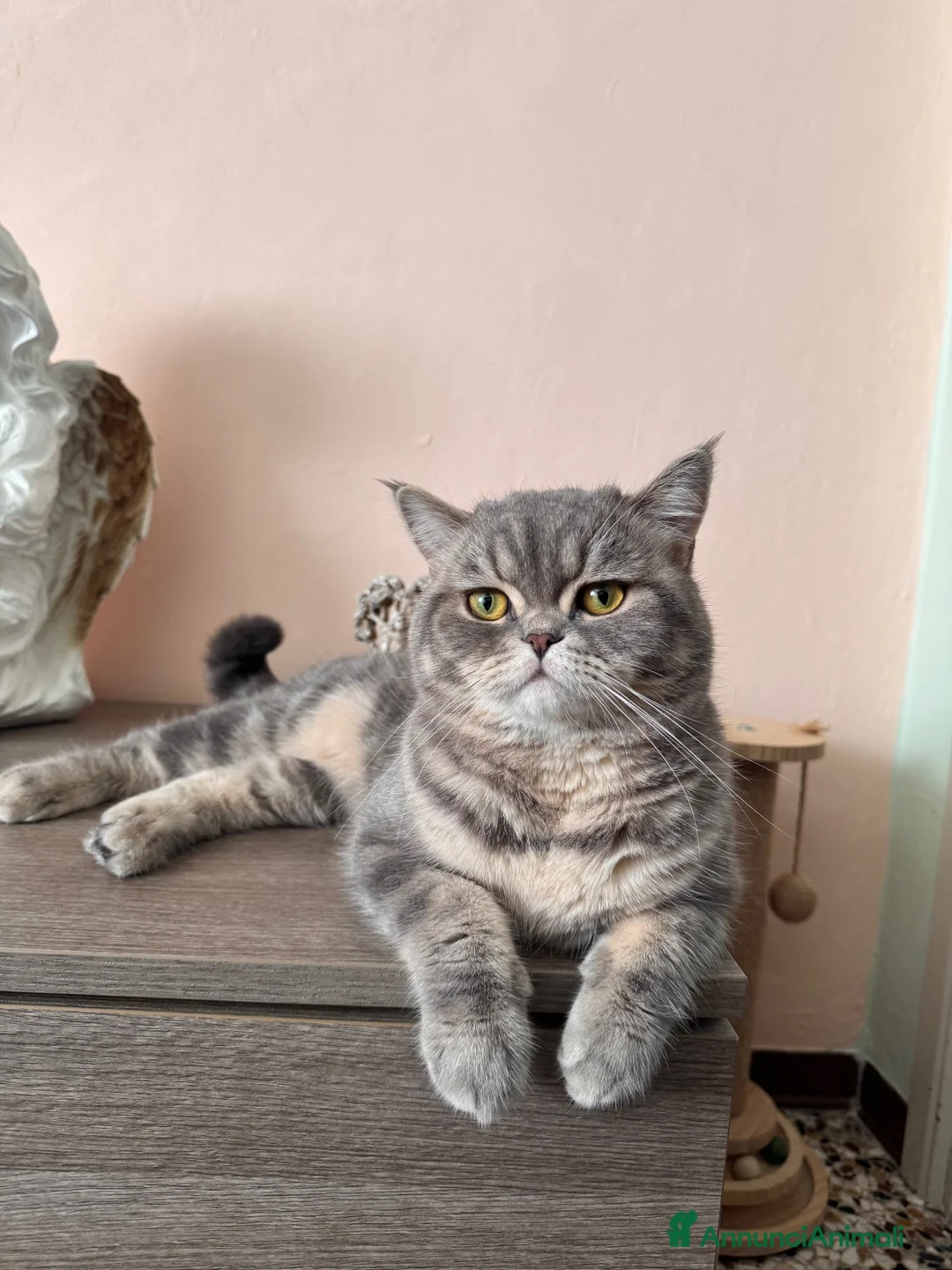 British gatti per accoppiamento: 🐾 British Shorthair cerca fidanzatina 🐾 - Annuncio 1