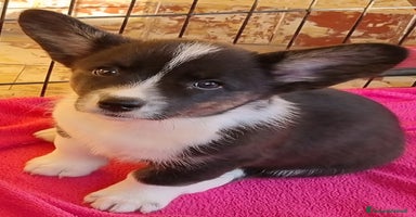 Corgi Cardigan cani - Annuncio 4