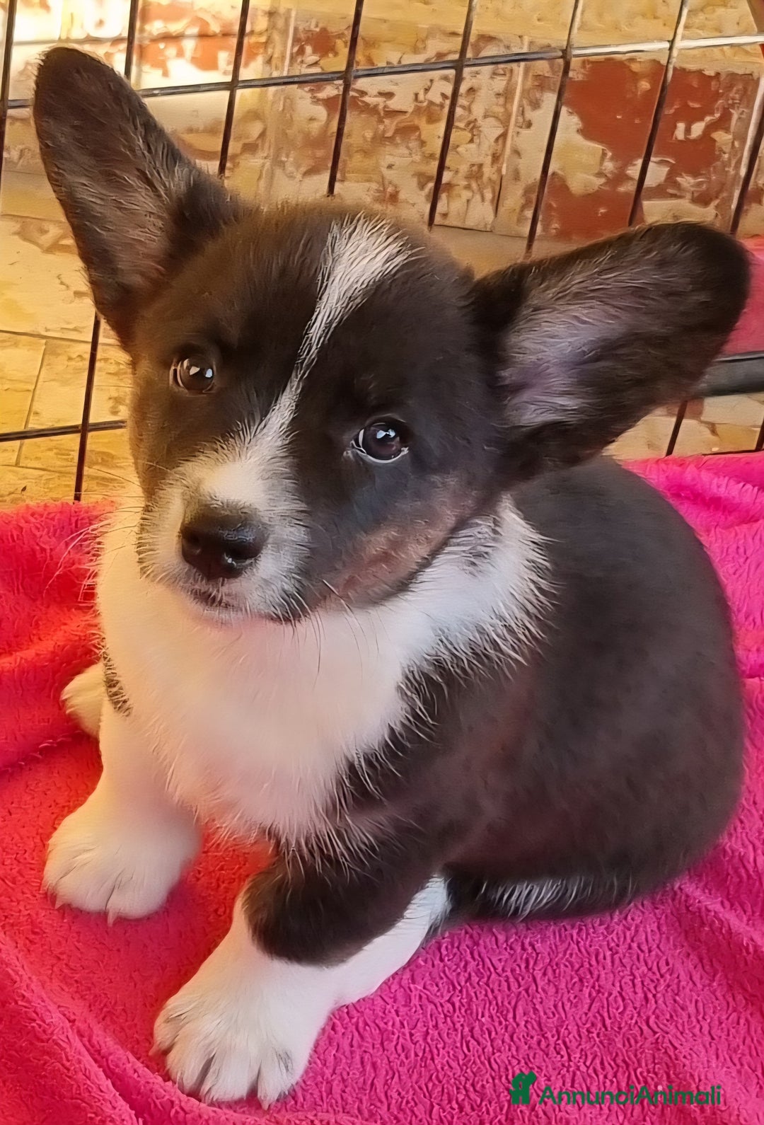 Corgi Cardigan cani in vendita: WELSH CORGI CARDIGAN - Annuncio 2