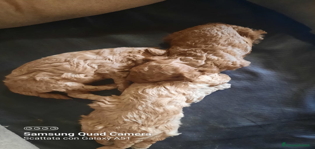 Immagine della galleria {{count}}