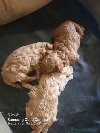 Immagine della galleria {{count}}