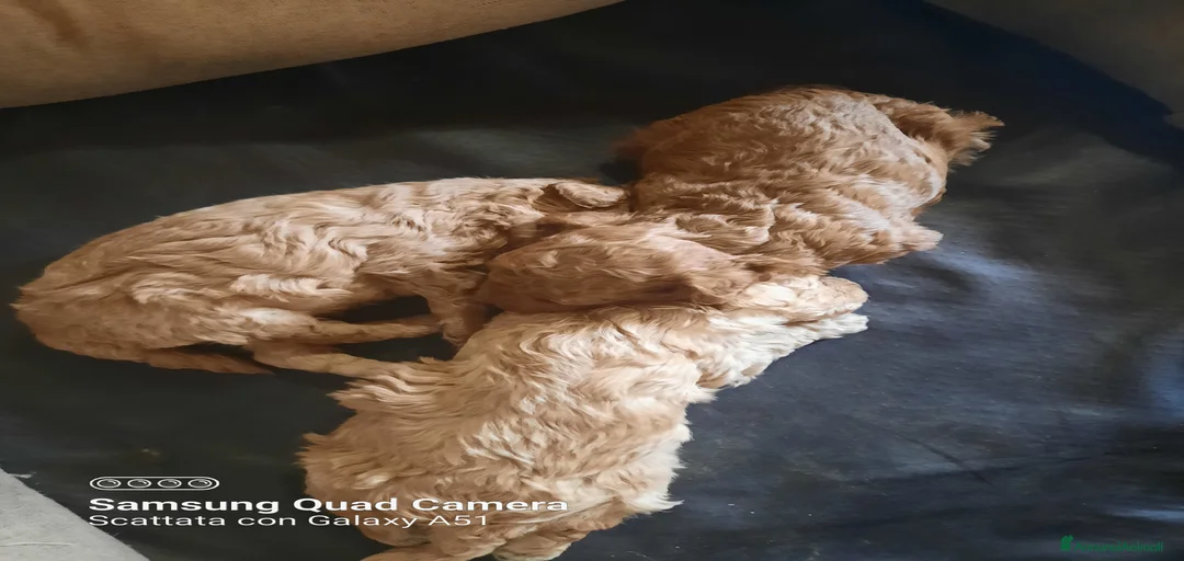 Immagine della galleria {{count}}