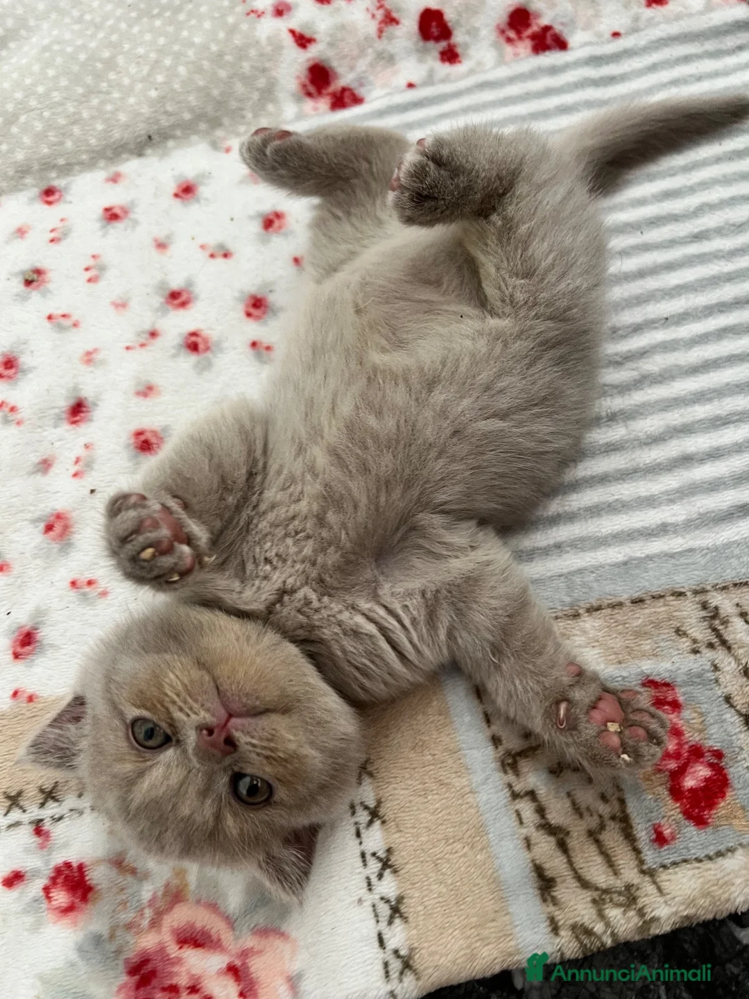 British gatti in vendita: gattini Scottish Fold e British Shorthair - Annuncio 2