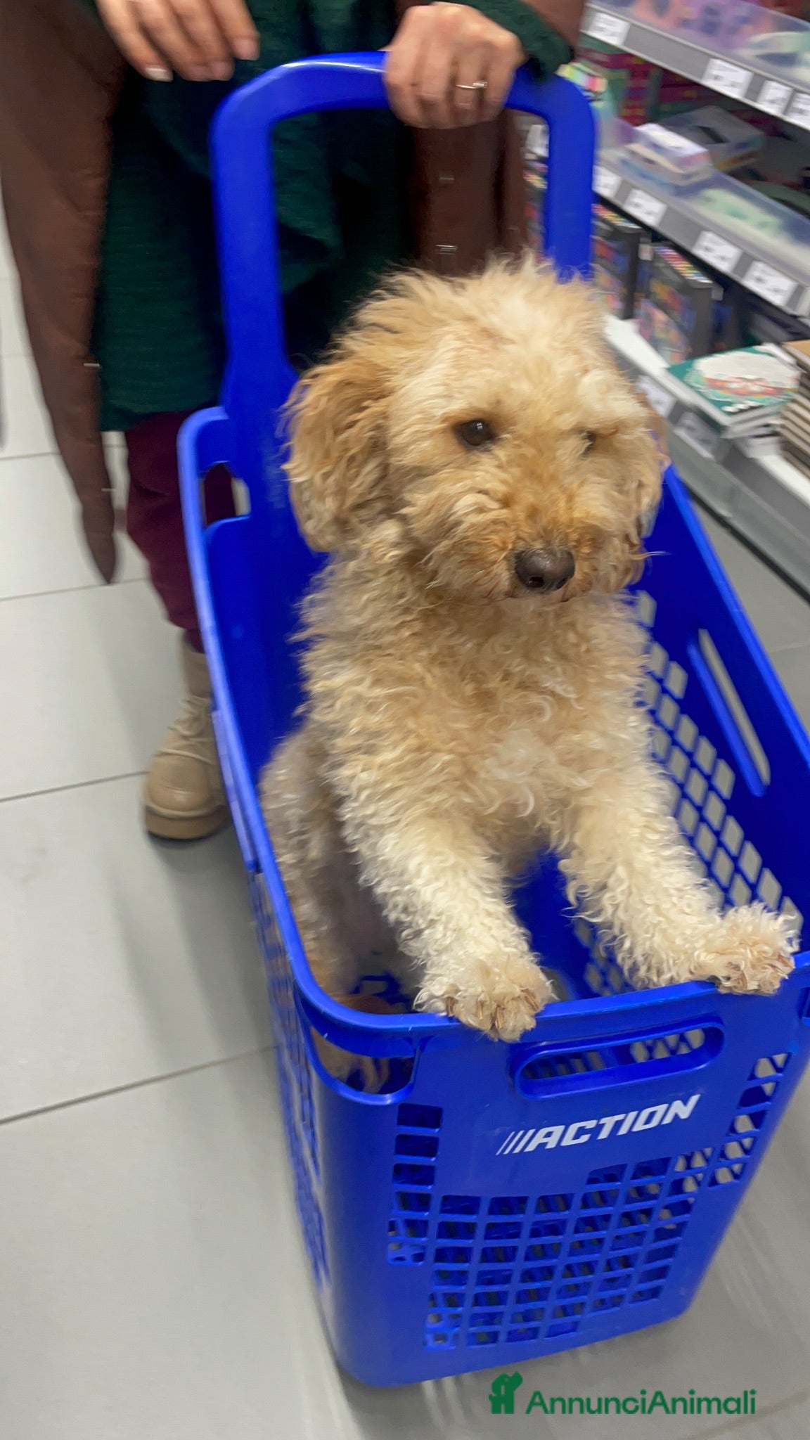Barboncino cani Ultimo maschietto di barboncino - Annuncio 2