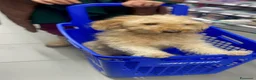 Barboncino cani in vendita: Ultimo maschietto di barboncino a Provincia di Pescara - Annuncio 1