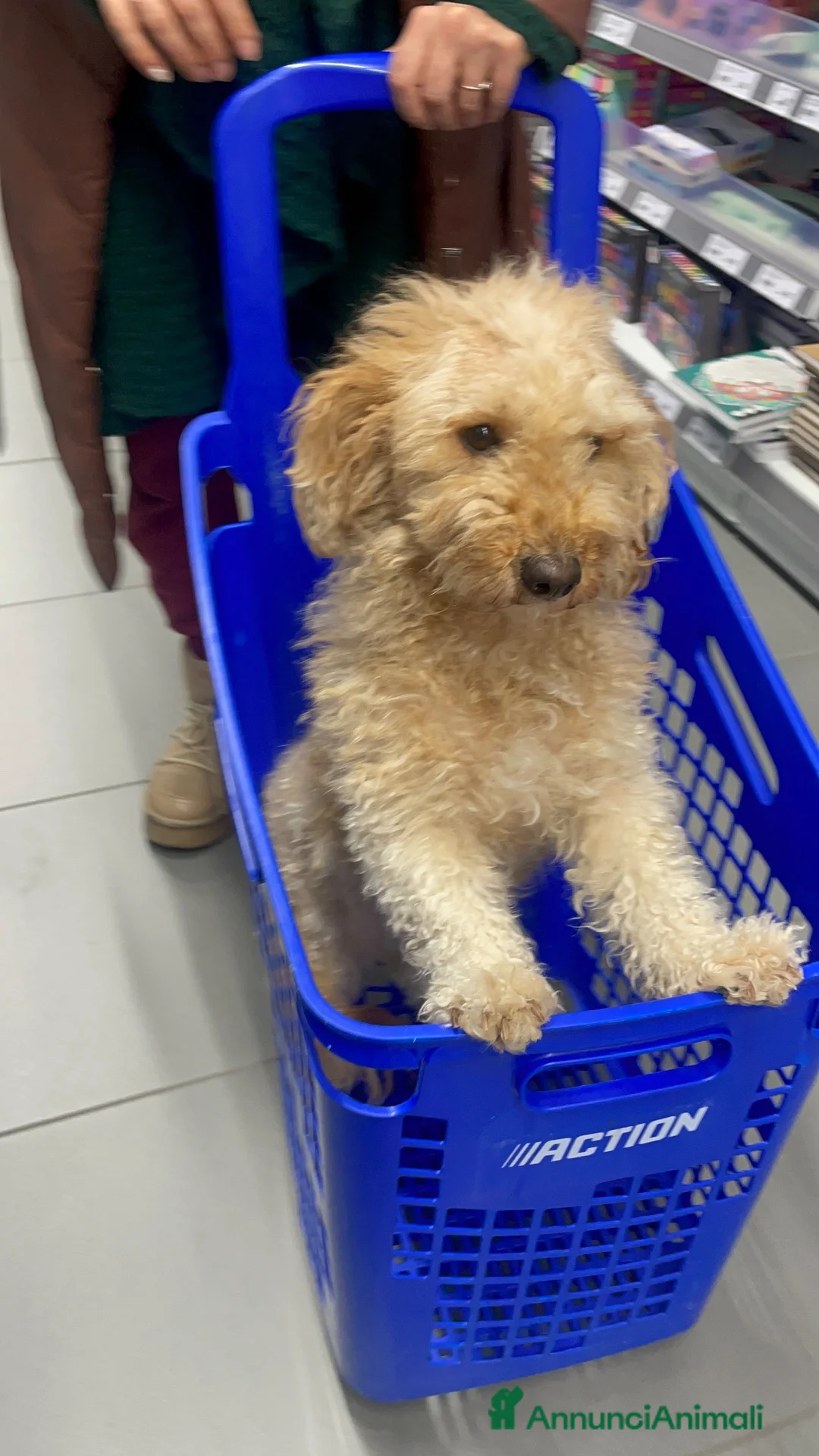 Barboncino cani in vendita: Ultimo maschietto di barboncino a Provincia di Pescara - Annuncio 1