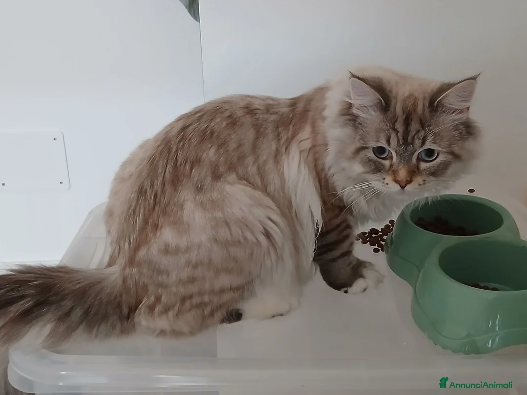Siberiano gatti in vendita: Gatto siberiano 7 mesi - Annuncio 5