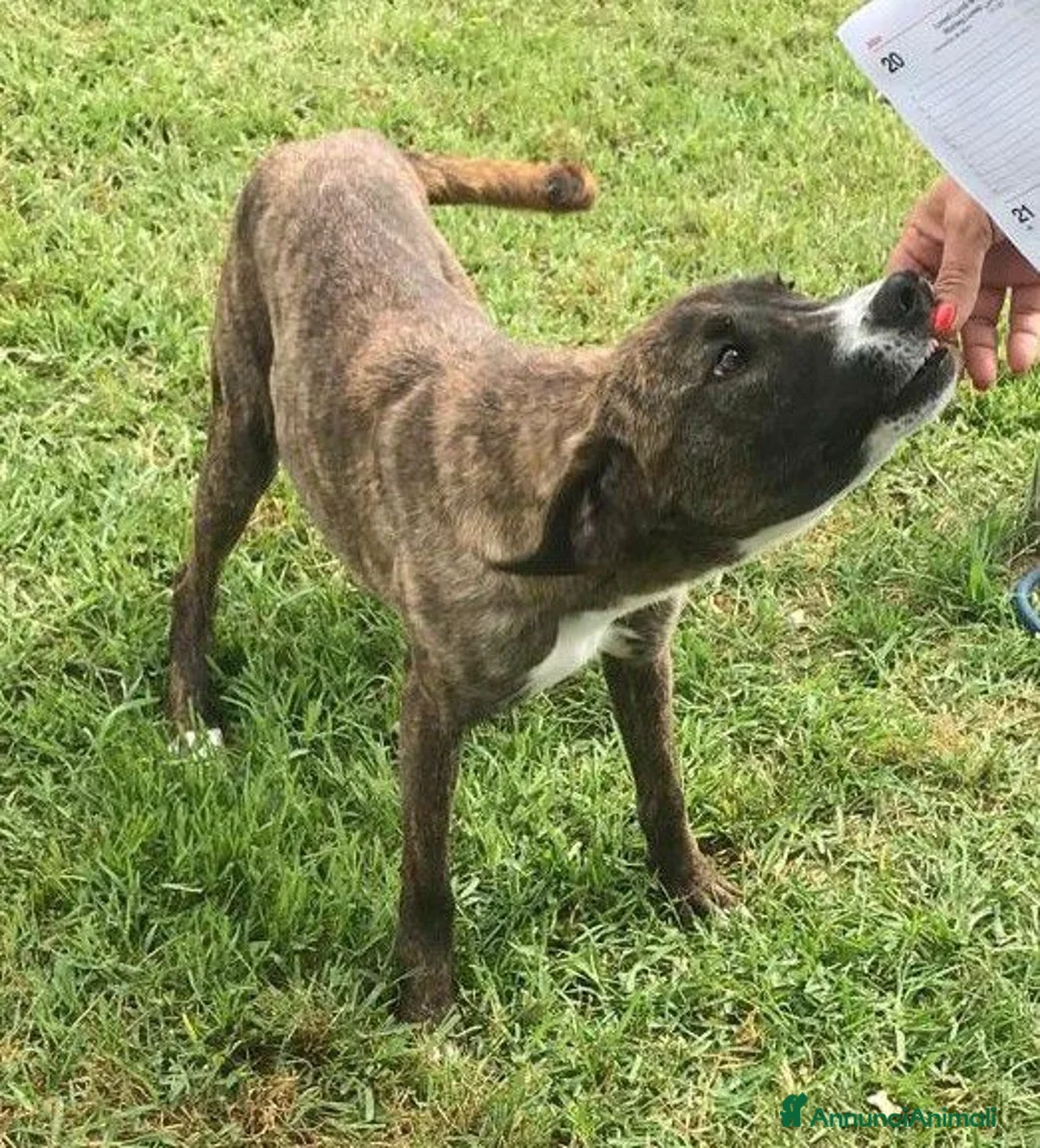 Meticcio cani in regalo: ZOOM, la cagnolina più simpatica del canile - Annuncio 4