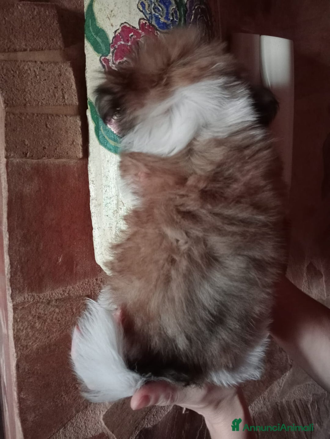 Shih Tzu cani in vendita: Cuccioli di shih Tzu  - Annuncio 5