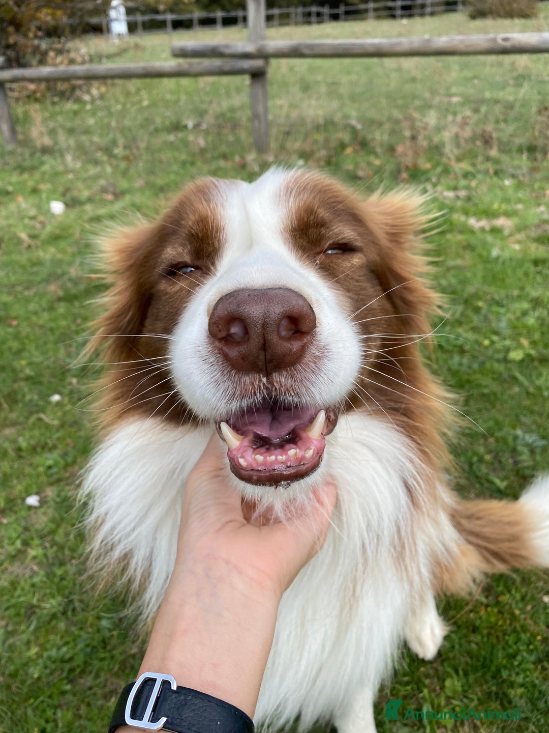 Border Collie cani per accoppiamento: Zazzy  - Annuncio 5