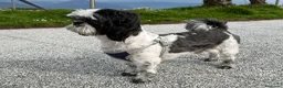Shih Tzu cani per accoppiamento: Shih Tzu maschio per accoppiamento a La Spezia a Provincia della Spezia - Annuncio 4