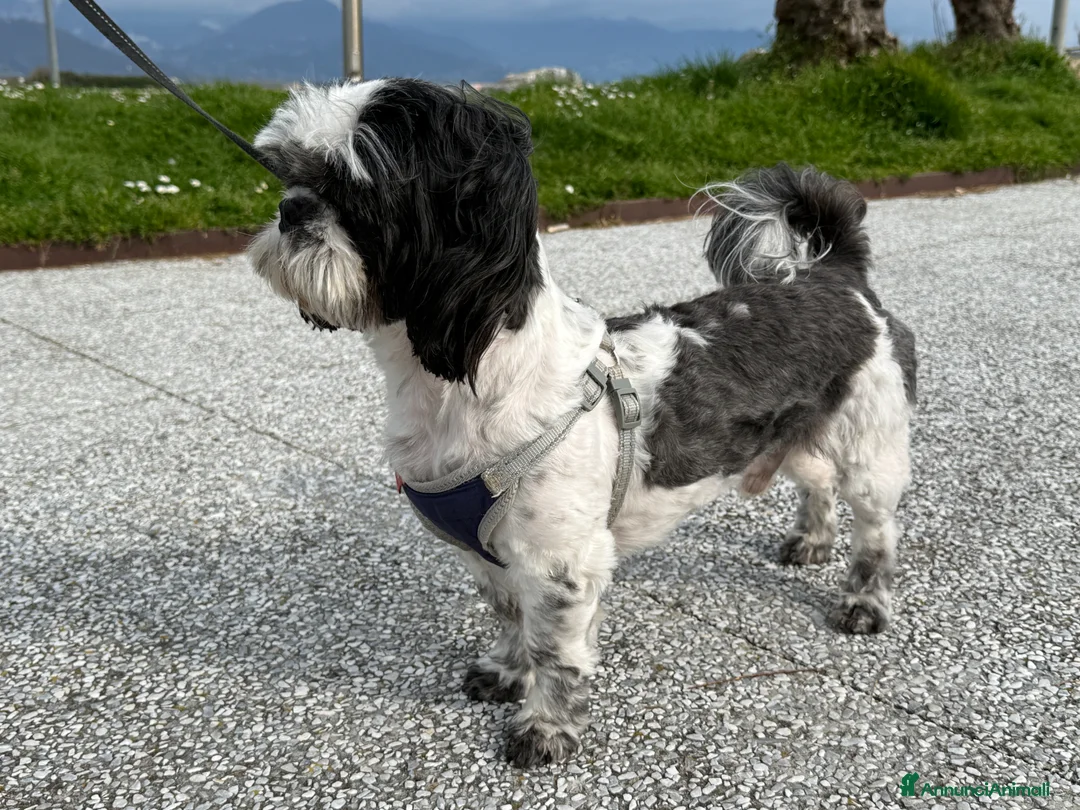Shih Tzu cani per accoppiamento: Shih Tzu maschio per accoppiamento a La Spezia a Provincia della Spezia - Annuncio 4
