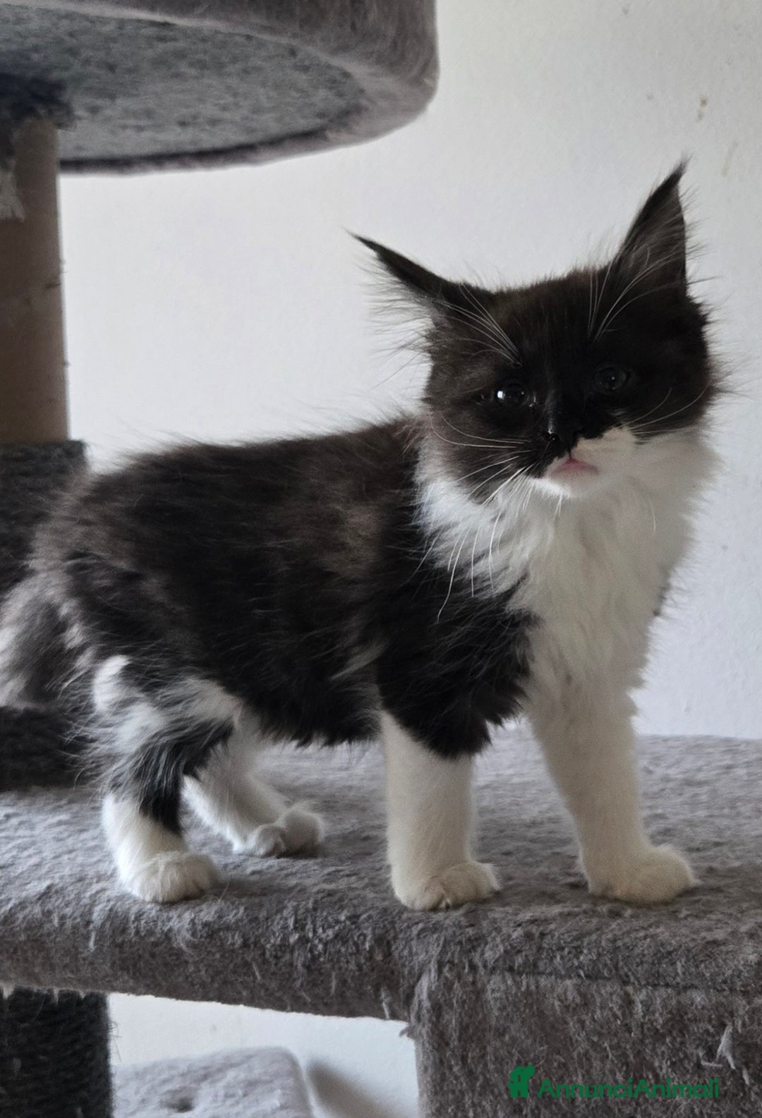 Maine Coon gatti in vendita: Stupenda Cucciola di maine coon pedigree afef - Annuncio 3