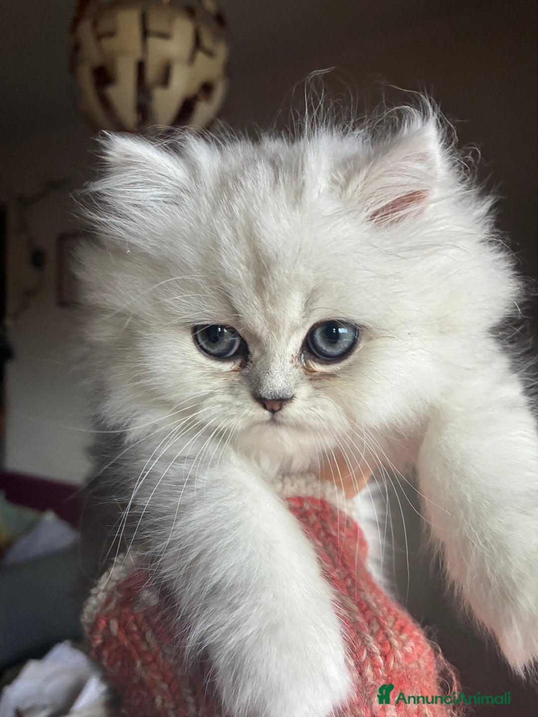 Persiano gatti in vendita: Persiano chincilla  - Annuncio 12