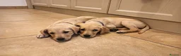Labrador cani in vendita: Labrador  a Città metropolitana di Roma Capitale - Annuncio 7