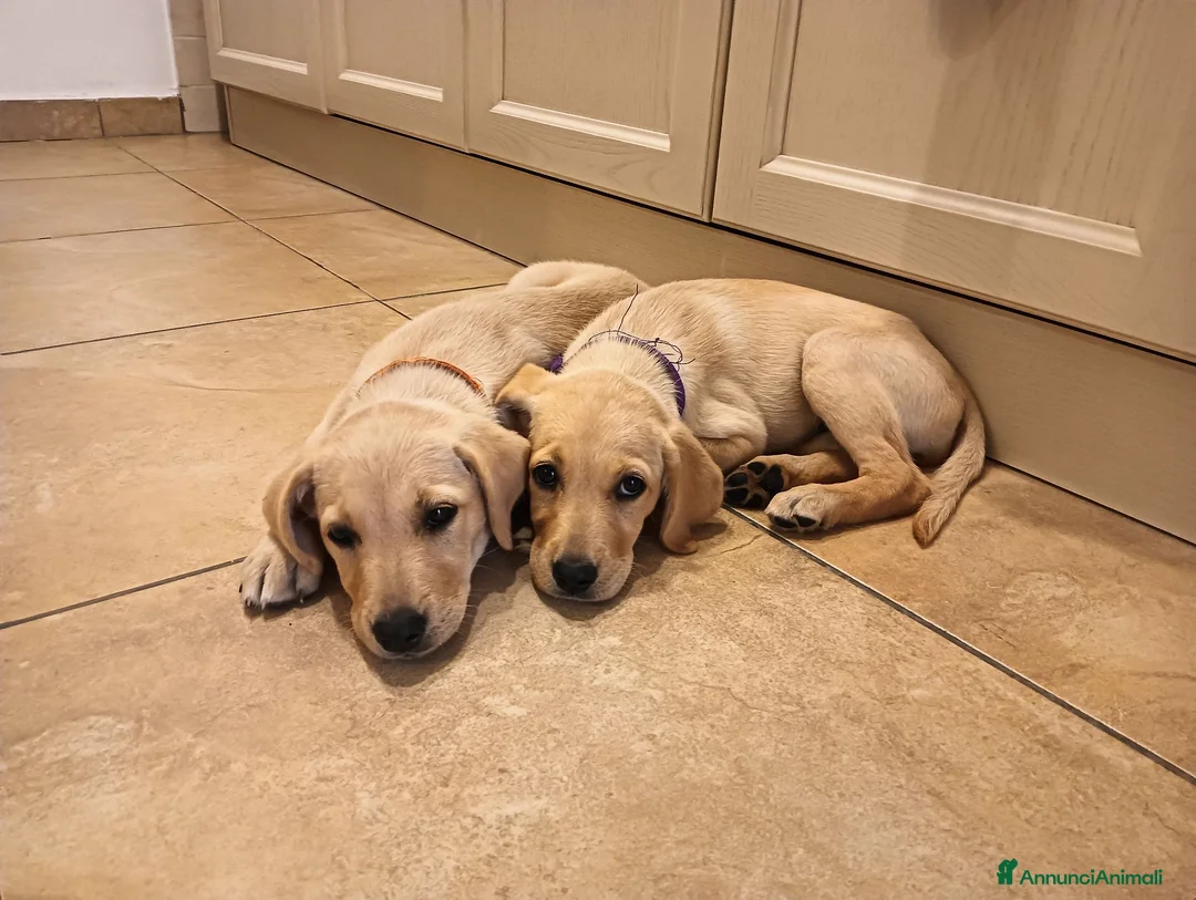 Labrador cani in vendita: Labrador  a Città metropolitana di Roma Capitale - Annuncio 7
