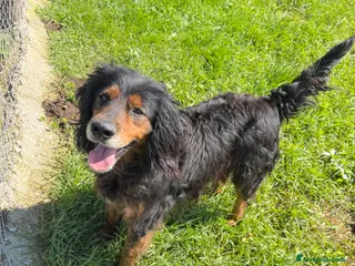 Meticcio cani Maky - Annuncio 35