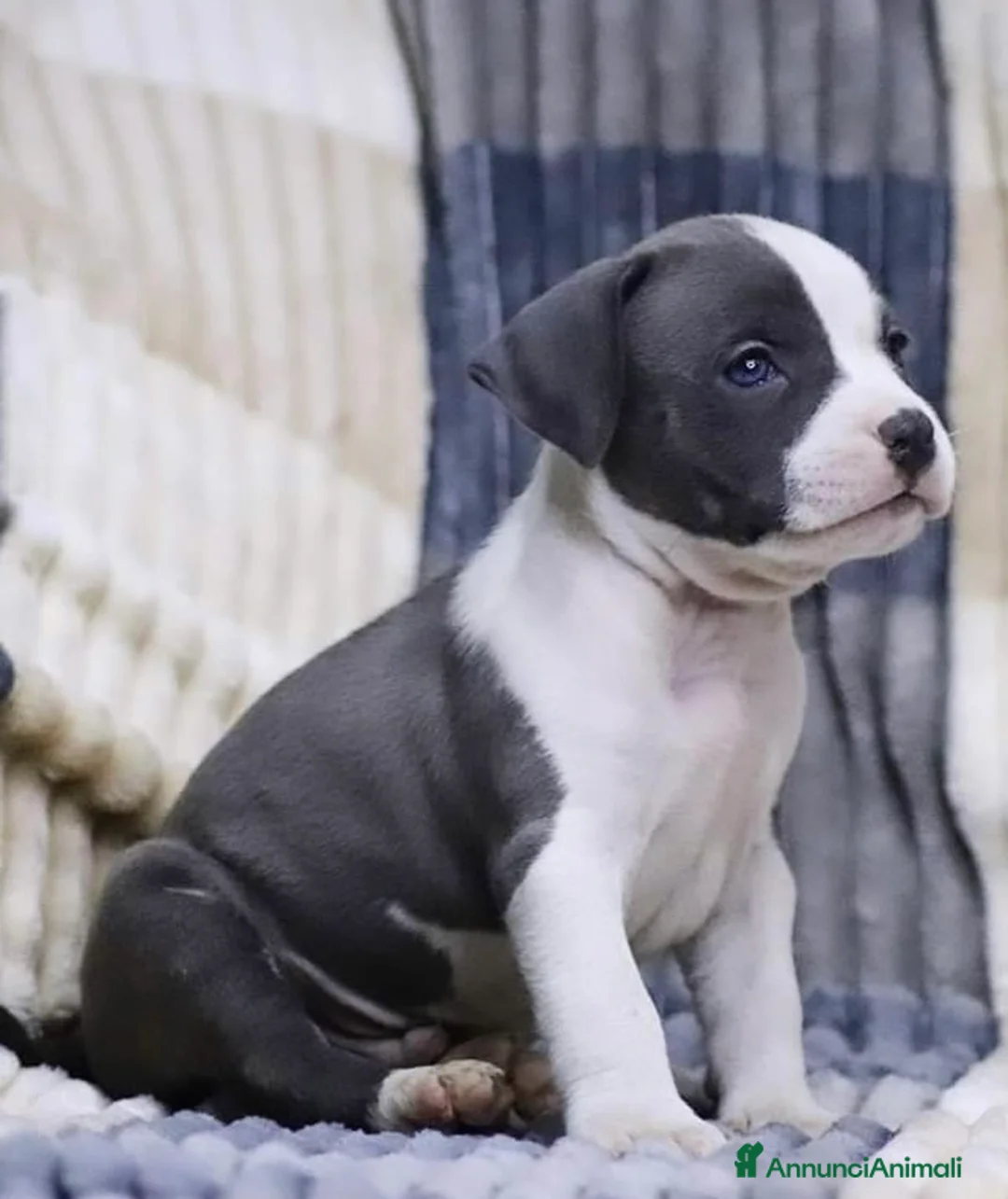 American Staffordshire cani in vendita: Amstaff cuccioli in vendita  - Annuncio 4