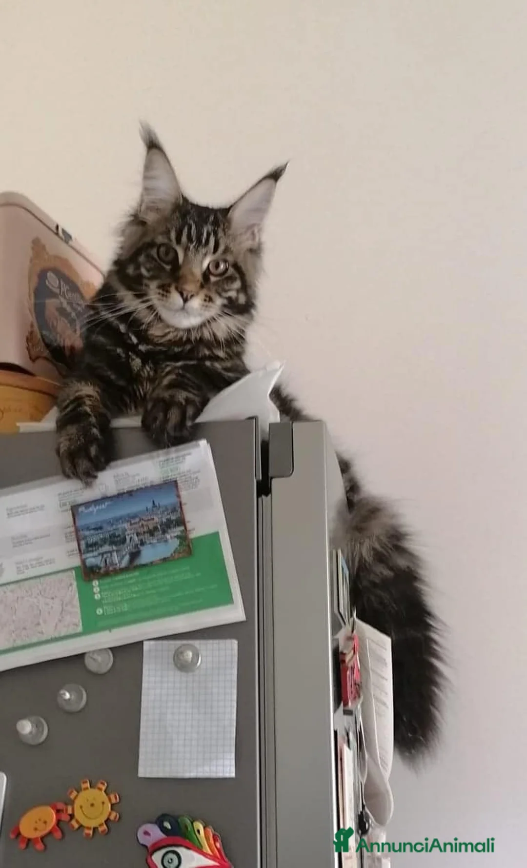 Immagine della galleria {{count}}