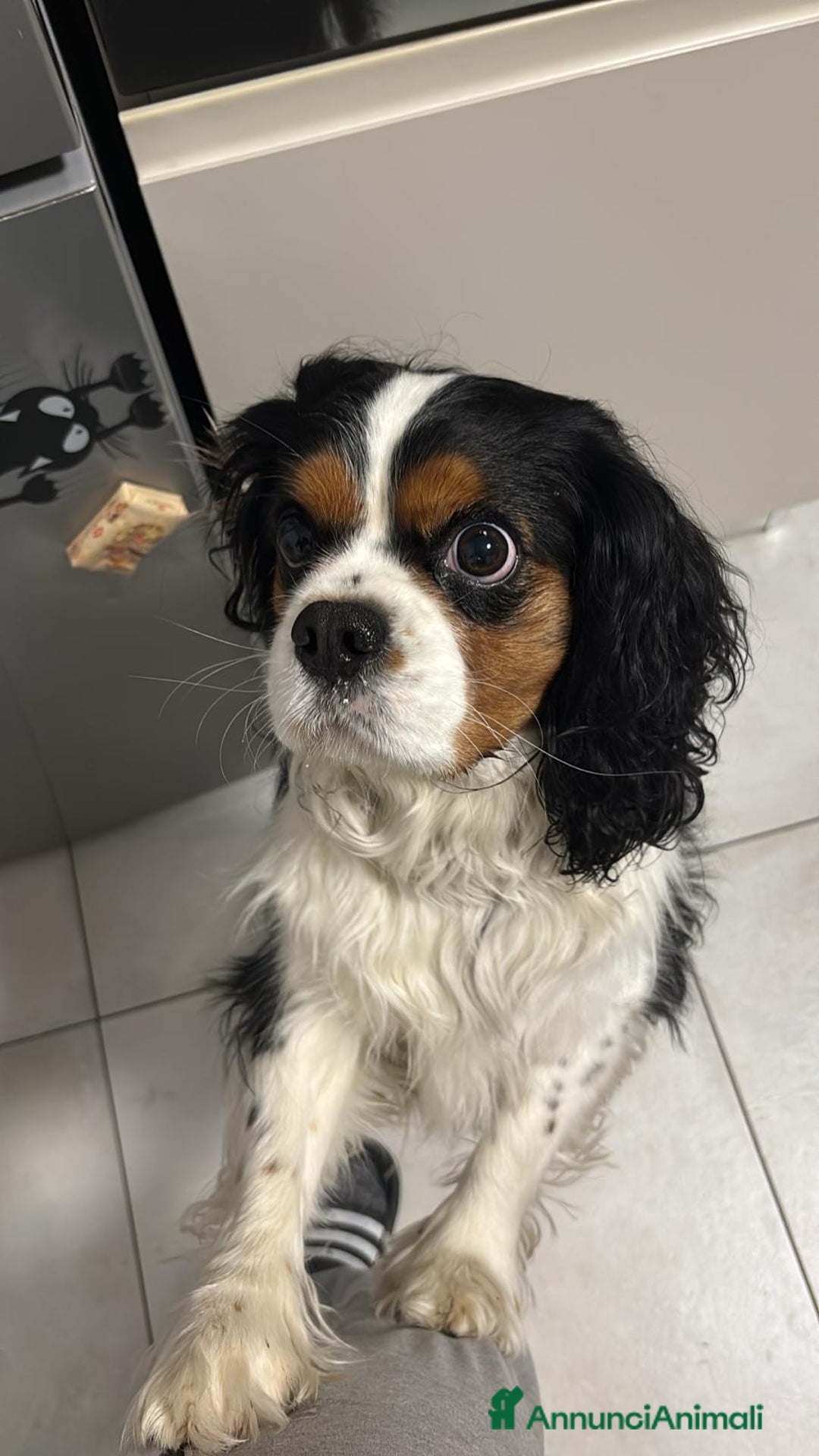 Cavalier King cani in regalo: Cavalier King Charles Spaniel - Annuncio 2