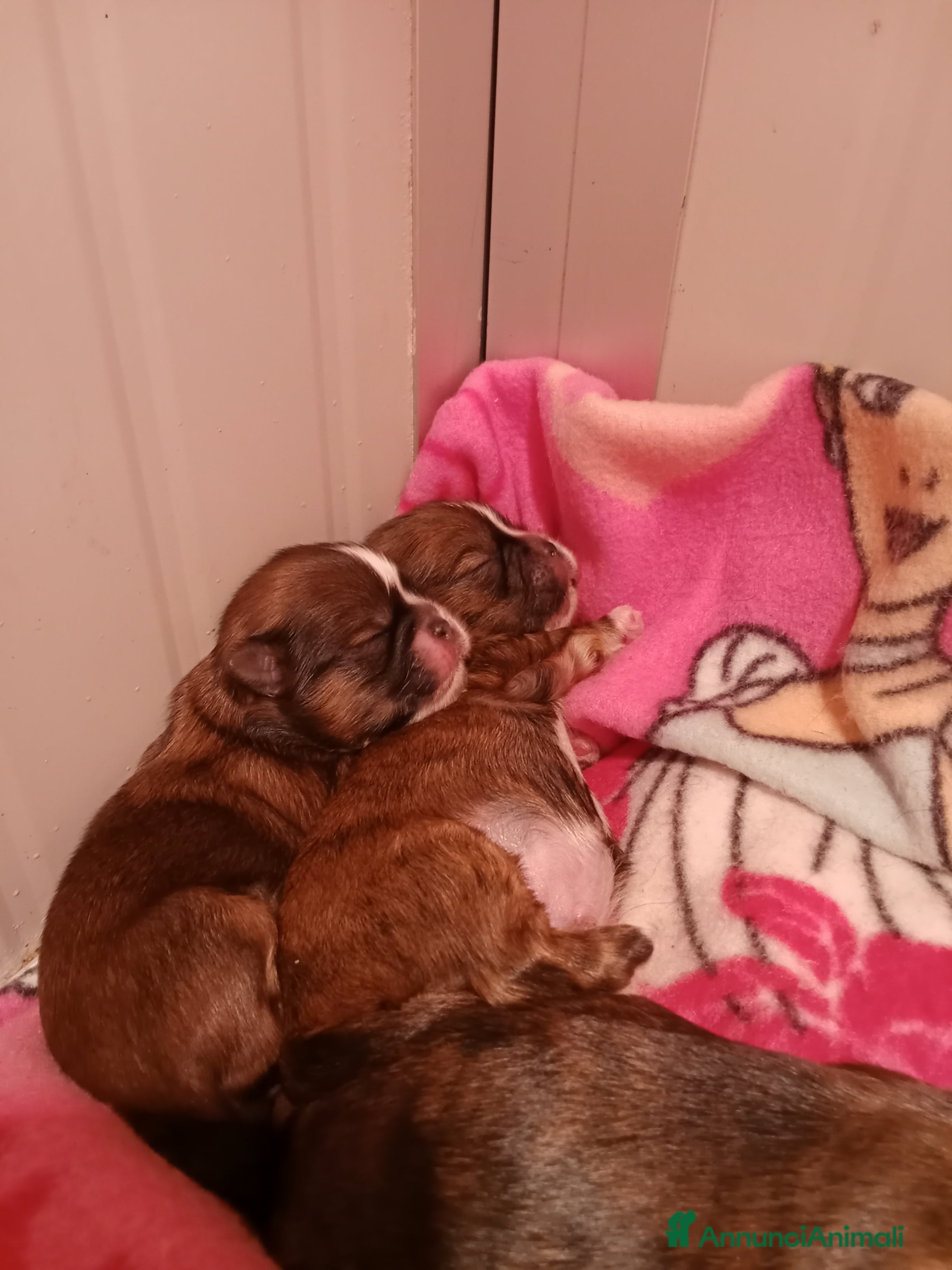 Shih Tzu cani Splendidi cuccioli di Shitzu  - Annuncio 1