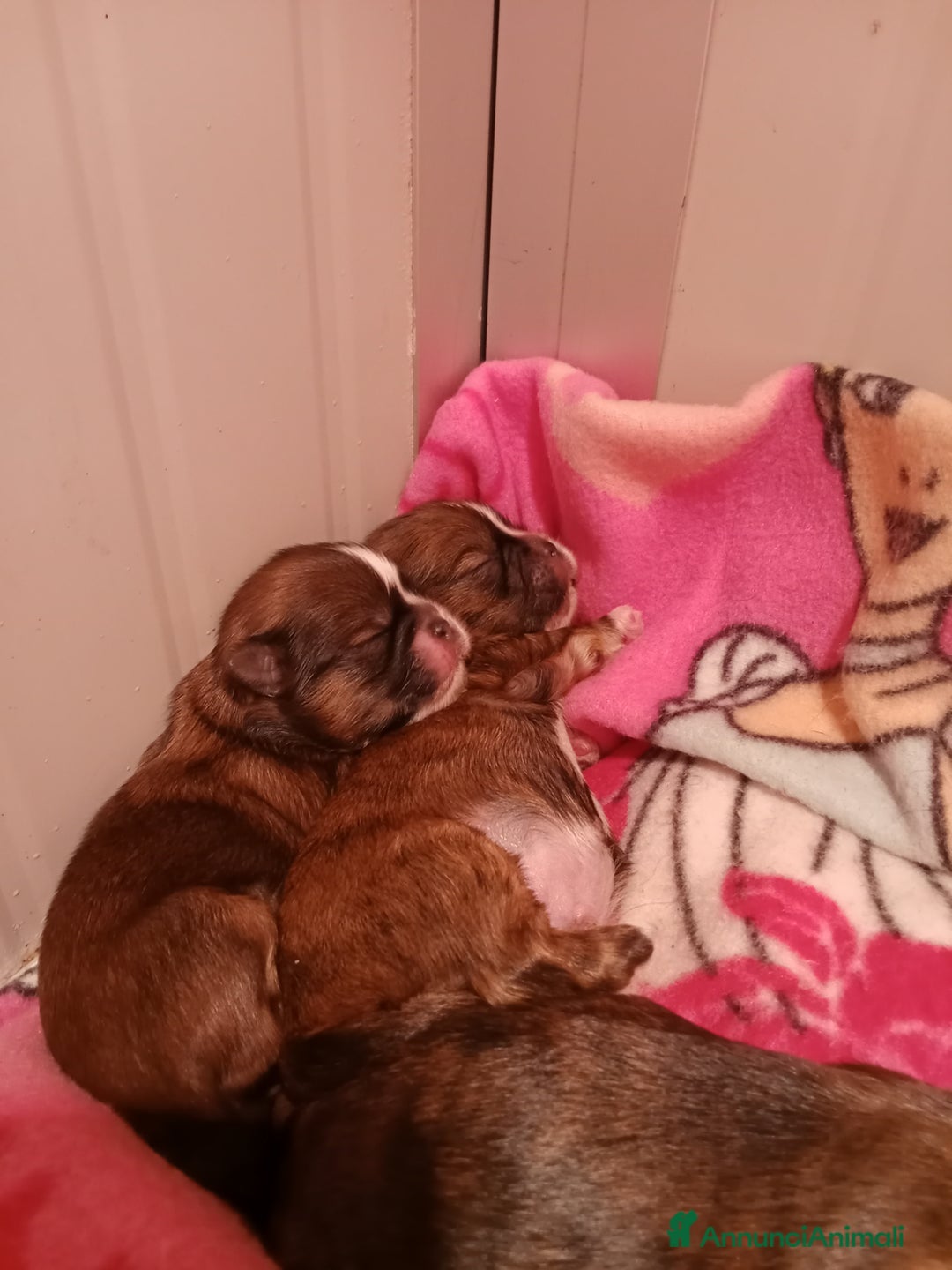 Shih Tzu cani in vendita: Splendidi cuccioli di Shitzu  - Annuncio 1