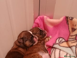 Shih Tzu cani Splendidi cuccioli di Shitzu - Annuncio 1