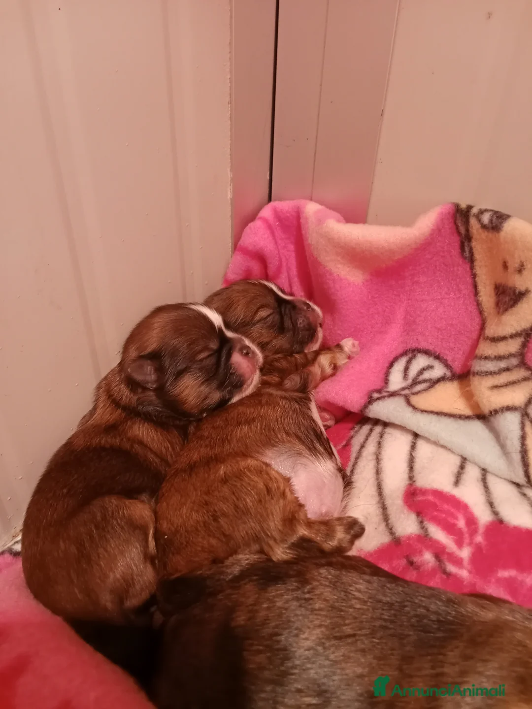 Shih Tzu cani in vendita: Splendidi cuccioli di Shitzu  - Annuncio 21