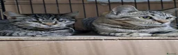 Altre razze gatti in regalo: SANDRA E RAIMONDO 🏡 a Provincia di Ancona - Annuncio 3