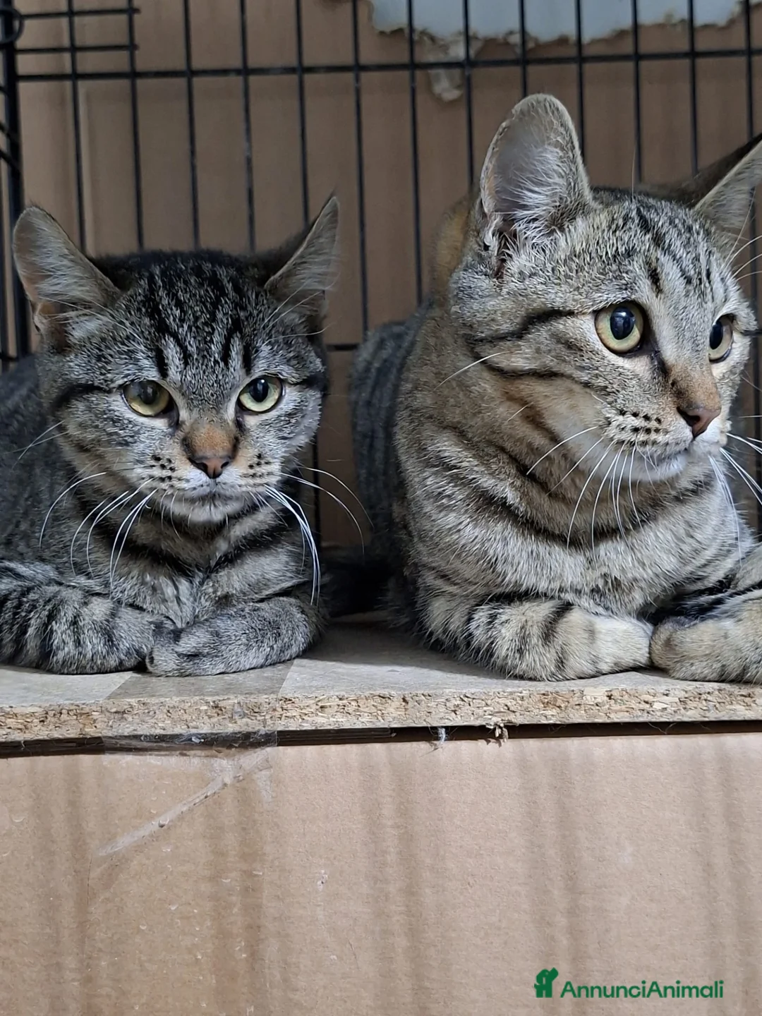 Altre razze gatti in regalo: SANDRA E RAIMONDO 🏡 a Provincia di Ancona - Annuncio 3