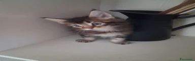 Maine Coon 3