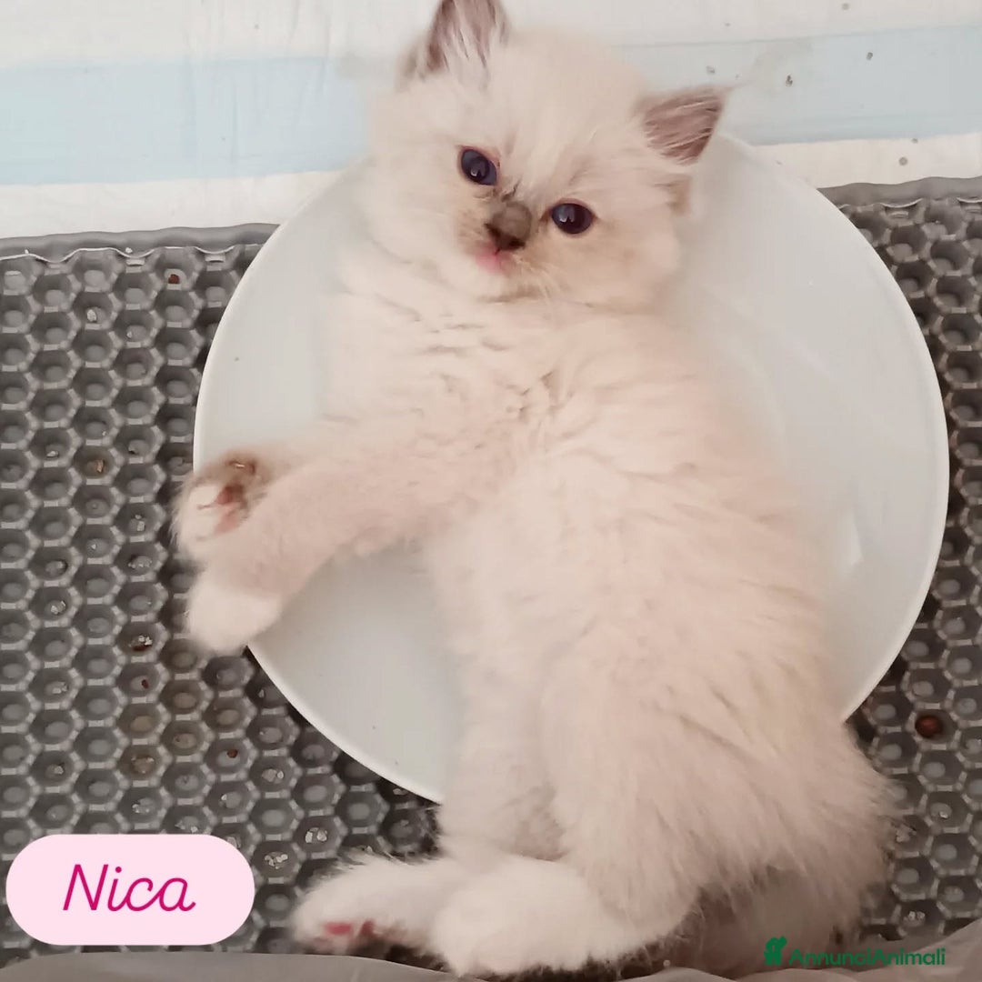 Ragdoll gatti in vendita: Cuccioli Ragdoll di Alta Genealogia a Città metropolitana di Milano - Immagine 9