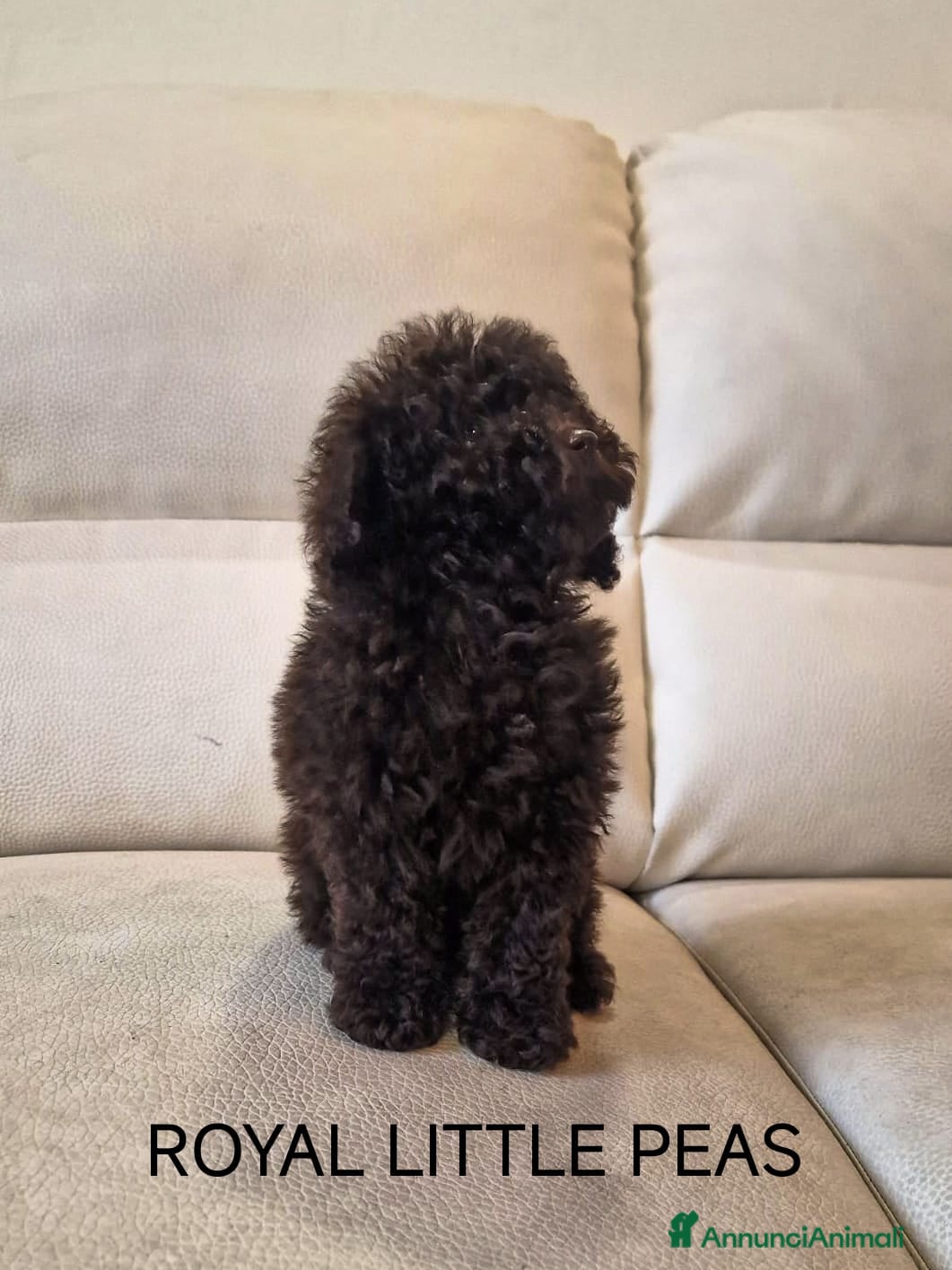 Barbone cani Barboncino Toy e nano - Annuncio 2