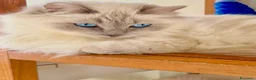 Ragdoll gatti in vendita: cuccioli di ragdoll genitori con pedigree - Annuncio 23