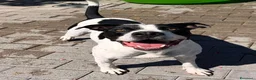 Meticcio cani in regalo: BLACK GENTILCANE - Annuncio 3