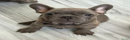 Bulldog Francese cani in vendita: Cucciolo di bulldog francese  - Annuncio 5